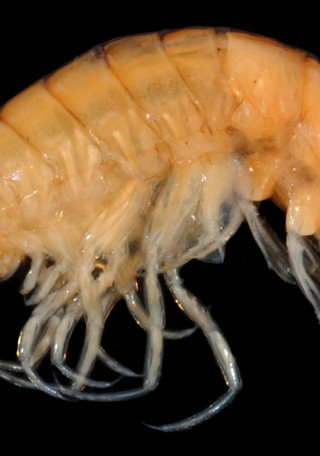 Vibilia antarctica Stebbing, 1888, una de las 178 especies agregadas a la lista de anfípodos de Chile.