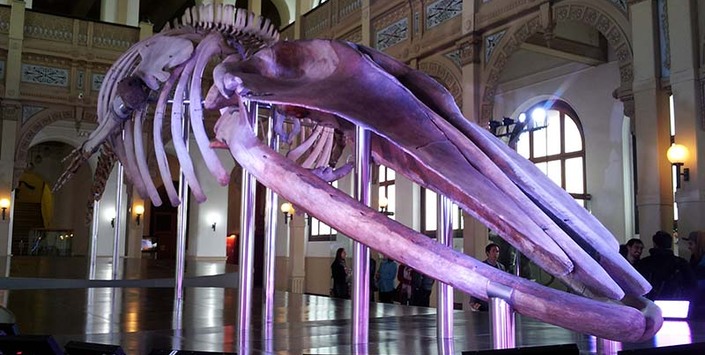 La nueva museografía para el esqueleto de la emblemática ballena.