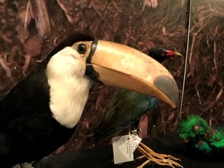 Exótico Salvaje y en Peligro