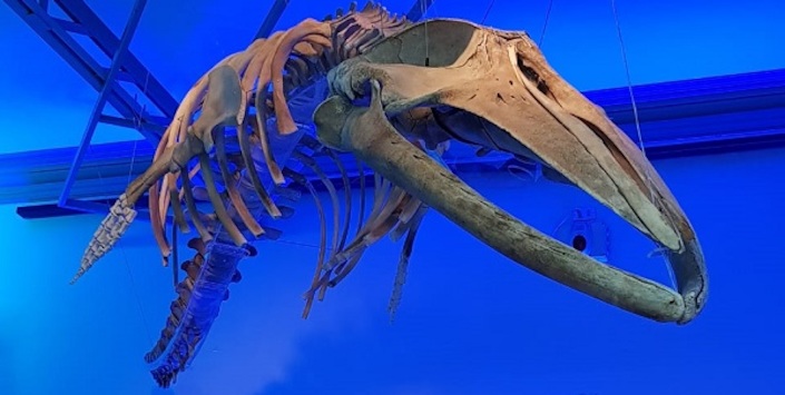 Cetácea ecos del mar, hall principal MHNV.