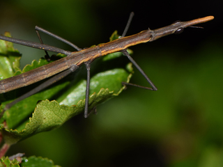 Insecto sobre follaje de lengas de la cordillera de Nahuelbuta. La primera pregunta que surge es: ¿Qué insecto es este? Podríamos responder una langosta-palote de la familia Proscopidae, pero esta respuesta no sería suficiente para el naturalista: él querría saber a que género o especie pertenece.