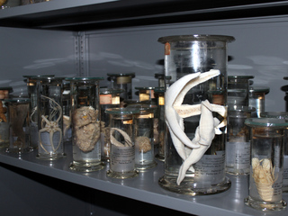 Decápodos, Bryozoos, Poríferas, Equinodermos, Tunicados y Cnidarios de la colección de la AZI. Decápodos, Bryozoos, Poríferas, Equinodermos, Tunicados y Cnidarios de la colección de la AZI.