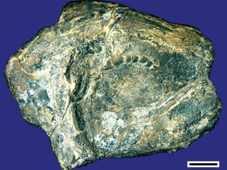 Vista dorsolateral del cráneo de Atacamaia solitaria, tomada de Arratia y Schultze 2015. Escala 1 cm.