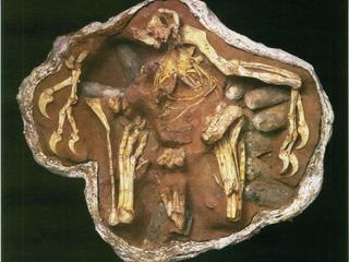 Fósil de Citipati en posición de anidamiento; desde este fósil fueron recuradas proteínas originales de la uña.