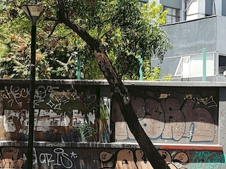 Melia inclinada y enferma.