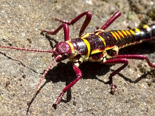 Un ejemplar macho de Agathemera elegans (Philippi, 1863) (Cordillera de Nahuelbuta, 25 de enero de 2017).