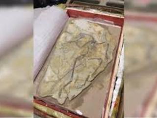 Fósil de Microraptor devuelto a China