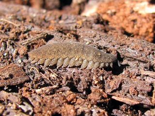 Ejemplar de Paropisthopatus sp. (Provincia Cardenal Caro, recolecta y foto del autor)
