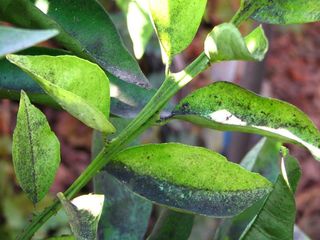 Fumagina en cítrico.