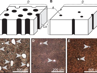 Porosidad de cascarón de arcosaurios. Diagrama esquemático de cáscara de arcosaurio con alta porosidad (A) y baja porosidad (B). Cortes de secciones transversales en un caimán (Caiman latirostris) (C), nido abierto de un pavo real (Pavo cristatus) (D), y un maniraptor no aviano Troodon formosus (E). Tomado de Tanaka et al., 2015