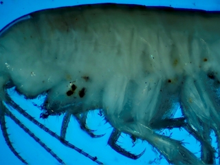 Osornodella gabrielae.