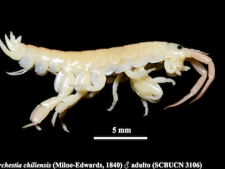 Individuo macho adulto de Transorchestia chiliensis (Milne-Edward, 1840).