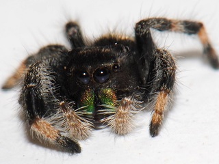 Phidippus regius C. L. Koch, 1846, especie distribuida en Estados Unidos de Norteamérica y el Caribe, introducida a Rapa Nui (Fotografía D. Cotoras).