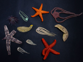 Biodiversidad de Equinodermos recolectados durante el curso.