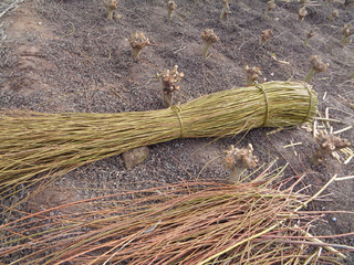 Cosecha de mimbre. (Foto: Franciasco Urra).