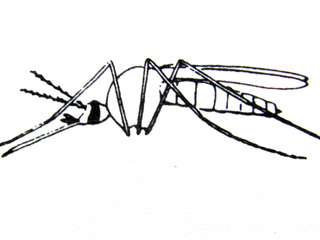 Aedes aegypti en reposo, adulto.