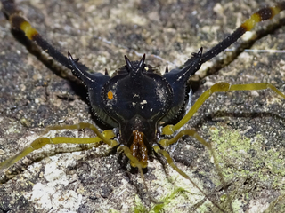Ejemplar macho de Neogonyleptes sp., una de las especies nuevas descubiertas en este estudio.