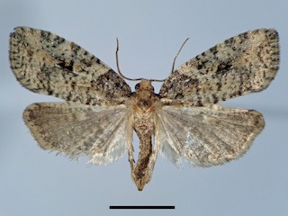 Foikeulia razowskii (Lepidoptera: Tortricidae) (escala = 5 mm).