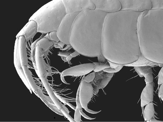 Aspecto general de la hembra de la nueva especie Isaeopsis chiloensis Pérez-Schultheiss & Pardo, 2020.