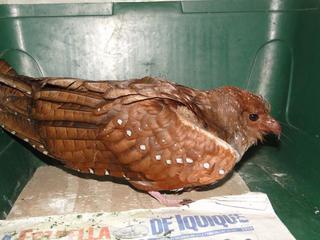 Guácharo recibido por el SAG