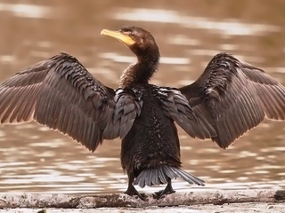 Pato yeco (Phalacrocorax brasilianus)