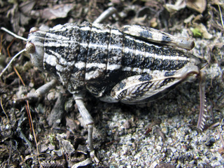 Hembra de Bufonacris bruchi, especie presente en ambientes patagónicos de la región de Aysén (ejemplar recolectado por Herman Núñez y Juan Carlos Torres).