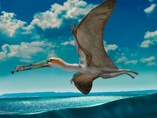 Reconstrucción un pterosaurio ctenochasmatido, Gladocephaloideus jingangshanensis de China, sugiere el modo de vida de estos particulares animales  (dibujo por Zhao Chuang, tomado de Lü et al. 2016).