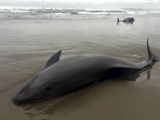 Delfines varados en playa de Panamá (Imagen: EFE)