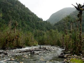 Bosques pantanosos de Aysén.