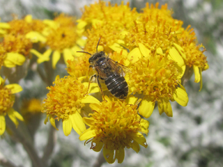 Acamptopoeum submetallicum