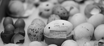 Ovoteca del Museo Nacional de Historia Natural.