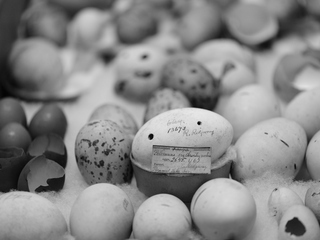 Ovoteca del Museo Nacional de Historia Natural.