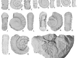 Corongoceras evolutum, especie endémica de Chile. R, Substeueroceras koeneni, fósil gua del Berriasiano.