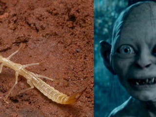 Gollumjapyx smeagol, un insecto subterráneo bautizado como la criatura del Señor de los Anillos.