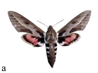 Monroy de la vid (Hyles annei), adulto.