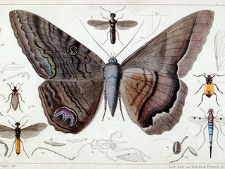 Lámina pintada por R. A. Philippi: al centro Erebus marquesi Ph., actualmente Ascalapha odorata.