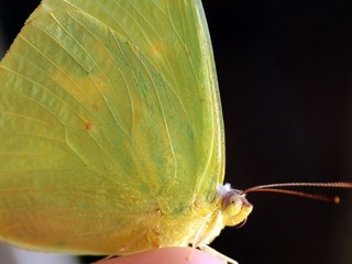 Phoebis sennae vista de cerca.