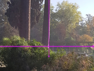 Vista del ejemplar aludido. La línea horizontal es una proyección de la superficie, y la vertical está perpendicular a la primera. La diferencia entre esa línea y la desviación del fuste es evidente.