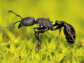 Ejemplar de Pogonomyrmex angustus Mayr, 1870, en prado de musgos (Fotografía por Patrich Cerpa).