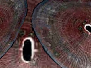 Fissurella latimarginata