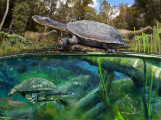 Reconstrucción de la apariencia en vida de la tortuga hallada en el Valle de las Chinas, cf. Yaminuechelys. Ilustración: Mauricio Álvarez.