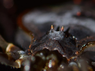 Una hembra de Sadocus asperatus, mostrando el oculario, que lleva un par de espinas, características de todas las especies del género Sadocus.