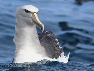 Albatros de Salvin (Thalassarche salvini), (Foto: Pablo Caceres Contreras, CC)