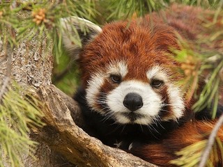 Panda rojo