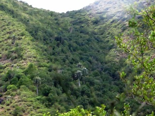 Vista general de la vegetación de una ladera exposicion norte en Los Perales