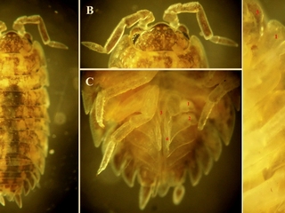 Ejemplares determinados como miembros de Porcellionidae. Véase los pulmones pleopodales en los números 1 y 2 de la figura C.