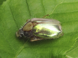 Phytholaema mutabilis (Los Queñes, provincia de Curicó).