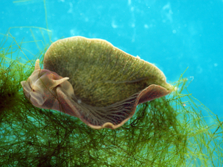 Elysia chlorotica (Imagen: Nicholas E. Curtis y Ray Martinez, University of South Florida).