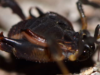 Un ejemplar macho de Gyndulus roeweri, de la cordillera de Nahuelbuta, una especie que debe ser transferida a Metagyndes.