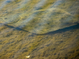 Cabecera- Lenguado californiano (Paralichthys californicus)- (c) Peggy Romfh.